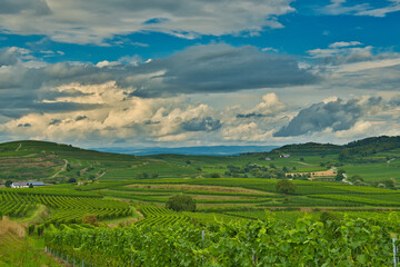 Landschaft bei Burkheim im Kaiserstuhl