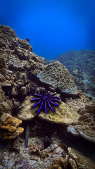 Underwater photography of a crown of thorns sea star. From a scuba dive in Thailand.