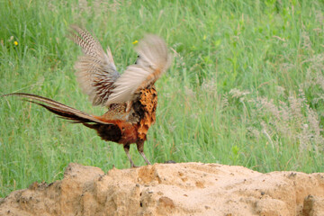 A crowing wild ring-necked pheasant standing on a heap of sand and flapping its wings in the middle of the meadow, side view