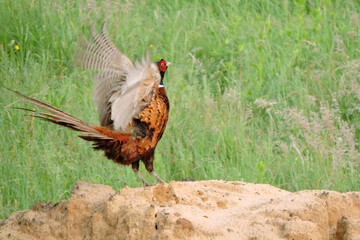 A crowing wild ring-necked pheasant standing on a heap of sand and flapping its wings in the middle of the meadow, side view