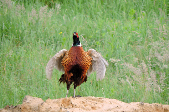 A crowing wild ring-necked pheasant standing on a heap of sand and flapping its wings in the middle of the meadow, front view