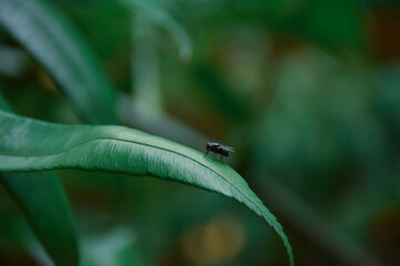 ladybird on a leaf
