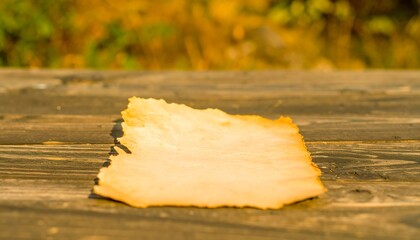 Aged parchment resting on weathered wooden planks in dappled sunlight