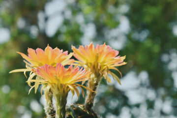Little cactus on small pot, plant for decoration. Beautiful blooming cactus, selective focus...