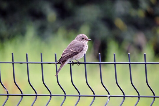 A spotted flycatcher sitting on a fence made of welded wire mesh panels, green leaves in the background