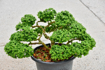Bonsai Tree,Small Bonsai plant is a miniature art of nature expressed in a small pot and wonderful way to relax after a hard days work,mini bonsai plants is a popular hobby in Asia.