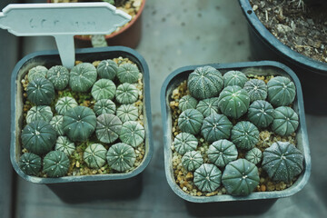 Little cactus on small pot, plant for decoration. Beautiful blooming cactus, selective focus blurred green nature background. Hobby during work from home concept.	
