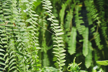 green fern leaves