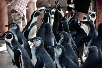 group of penguins