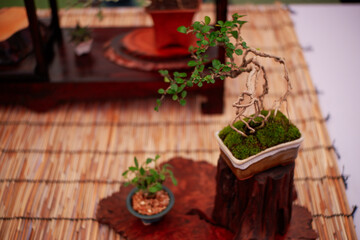 Bonsai Tree,Small Bonsai plant is a miniature art of nature expressed in a small pot and wonderful way to relax after a hard days work,mini bonsai plants is a popular hobby in Asia.