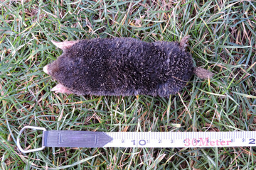 A black European mole on green grass and a tape measure next to it