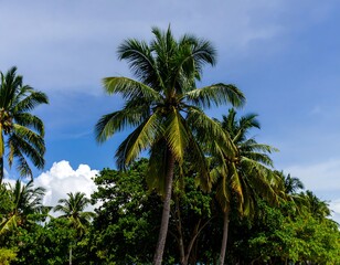 Obraz premium Lush palm trees against a vibrant sky