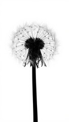Fototapeta premium Silhouette of a Dandelion: Delicate and Ethereal Nature Study
