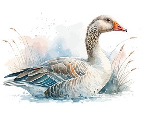 watercolor goose vector illustration isolated on white background