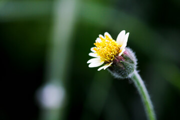 Delicate Flower Blooming with White Petals and Yellow Stamen