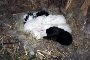 Teeny tiny cute bunnies of different colors sleeping in a nest