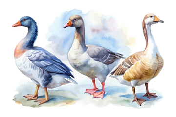set of watercolor goose vector illustration isolated on white background