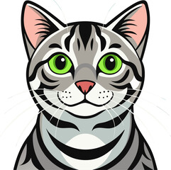 American Shorthair cat
