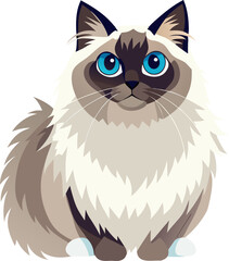 Himalayan cat