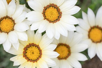 白いマーガレットの花