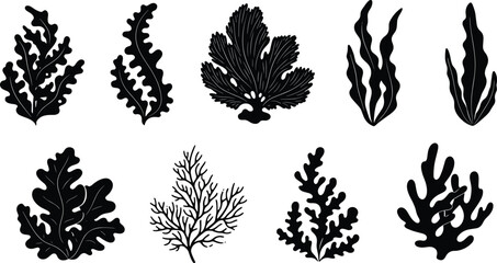 Seaweed silhouette collection, black marine algae illustrations, ocean flora design, underwater botanical vector, minimalist sea plant set, nature inspired artwork © Snigdha Creatives