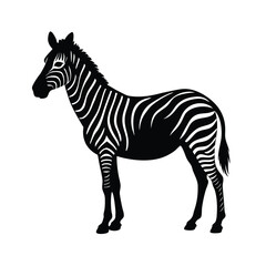 zebra isolated on white background