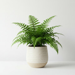 Obraz premium palm tree in a pot