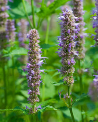 Beautiful close-up of agastache urticifolia