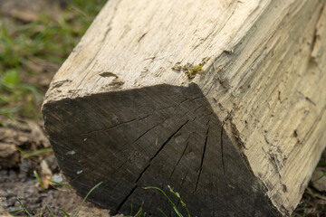 dry, well-seasoned firewood