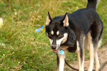 A portrait of a husky dog walking outdoors
