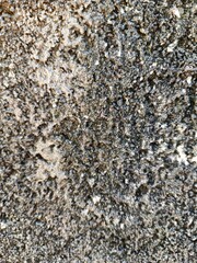 Rough Mossy Concrete Texture with Black and Gray Details