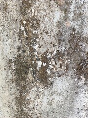 Mossy Wall Texture with Natural Green and White Patterns