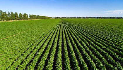 Aerial view of a vast, vibrant field