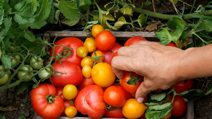 A female farmer's hands harvest ripe tomatoes in a garden. Red, pink, and yellow tomatoes are...