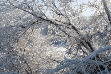Intricate ice patterns on trees coated in ice after a severe ice storm