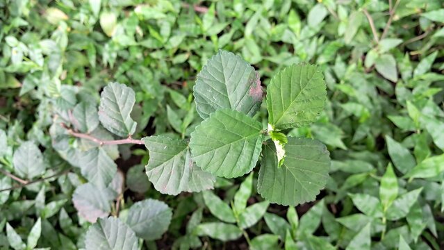 Sida cordifolia Plant on Green Leaves Background
