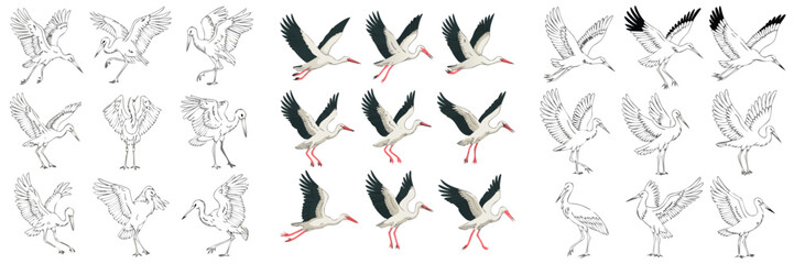 Obraz premium Line Art Colored Illustrations Assorted Stork Poses Including Standing, Flying, Landing on White Background
