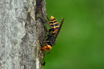 樹液を吸うオオスズメバチの女王蜂