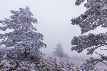 Frost covered black pine trees and fog in a wild mountain area in Eastern Europe