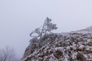 Frost covered black pine trees and fog in a wild mountain area in Eastern Europe