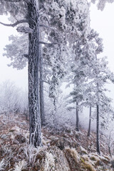 Frost covered black pine trees and fog in a wild mountain area in Eastern Europe