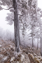 Frost covered black pine trees and fog in a wild mountain area in Eastern Europe