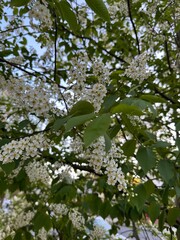 tree in bloom