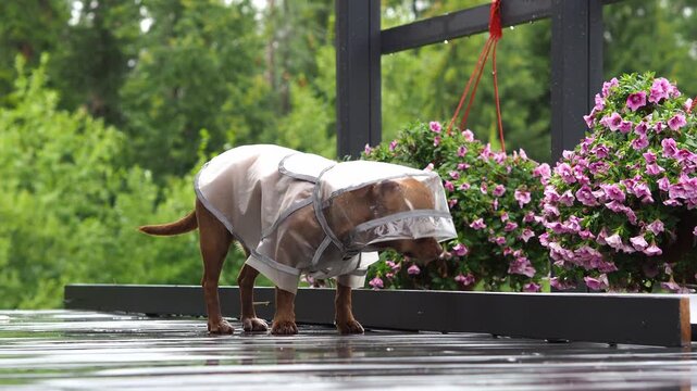 A happy dog walks in a raincoat on a wet wooden veranda next to flowers and a green forest. A cute, cheerful face peeks out from under a raincoat. Summer rain. Protection from rain. Dog Clothes