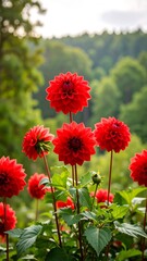 Vibrant red dahlias in full bloom, set against a softly blurred green woodland backdrop