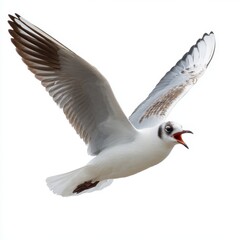 Fototapeta premium Seagull in mid flight with wings spread isolated on white background