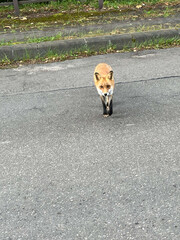 道路を歩くキツネ