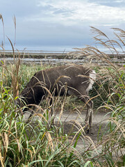 Fototapeta premium 草原と海岸と鹿