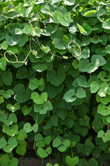 クズに覆われた壁