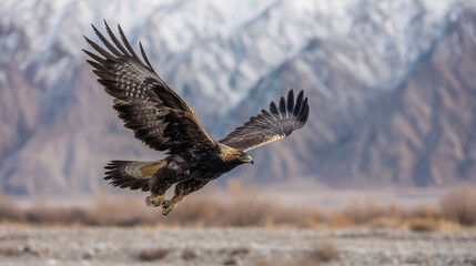 Obraz premium Golden Eagle Soaring Through Mountain Valleys at Altai Eagle Festival Mongolia